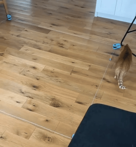 Cat Weight Loss Toy